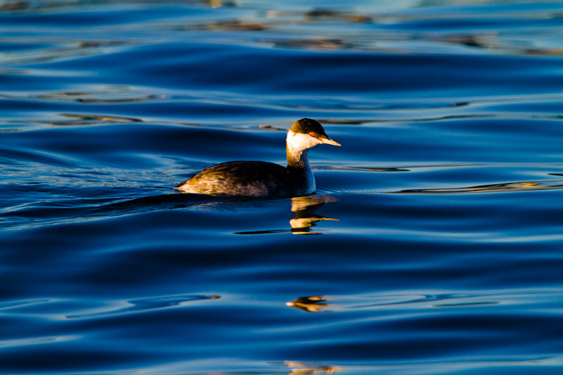 Horned Grebe